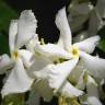 Fotografia 11 da espécie Trachelospermum jasminoides do Jardim Botânico UTAD