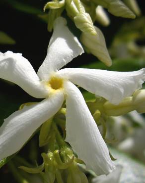 Fotografia 13 da espécie Trachelospermum jasminoides no Jardim Botânico UTAD