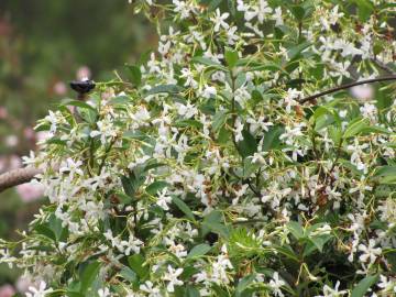 Fotografia da espécie Trachelospermum jasminoides