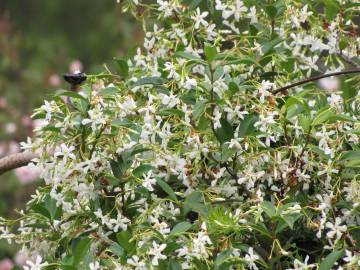 Fotografia da espécie Trachelospermum jasminoides