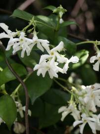 Fotografia da espécie Trachelospermum jasminoides