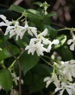 Fotografia 16 da espécie Trachelospermum jasminoides no Jardim Botânico UTAD