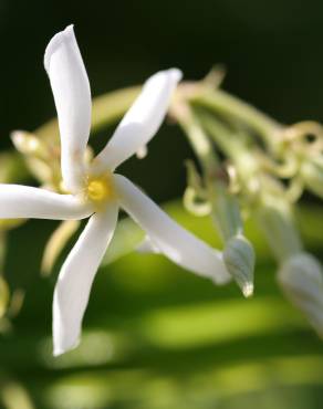 Fotografia 17 da espécie Trachelospermum jasminoides no Jardim Botânico UTAD