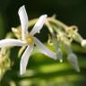 Fotografia 17 da espécie Trachelospermum jasminoides do Jardim Botânico UTAD