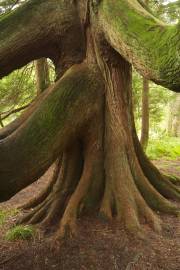 Fotografia da espécie Thuja plicata