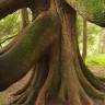 Fotografia 4 da espécie Thuja plicata do Jardim Botânico UTAD