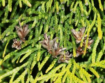 Fotografia da espécie Thuja plicata