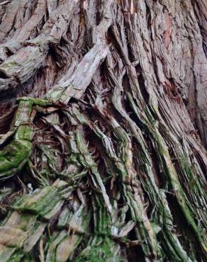 Fotografia 6 da espécie Thuja plicata no Jardim Botânico UTAD