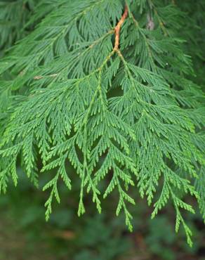 Fotografia 7 da espécie Thuja plicata no Jardim Botânico UTAD