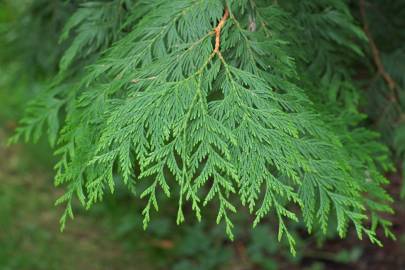 Fotografia da espécie Thuja plicata