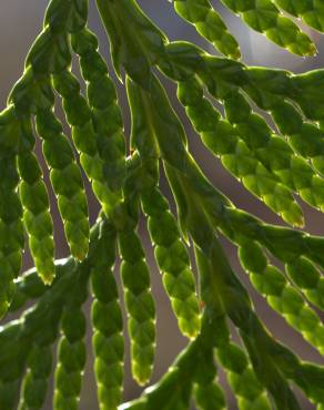 Fotografia 9 da espécie Thuja plicata no Jardim Botânico UTAD