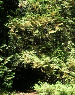 Fotografia 10 da espécie Thuja plicata no Jardim Botânico UTAD