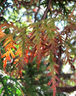 Fotografia 12 da espécie Thuja plicata no Jardim Botânico UTAD