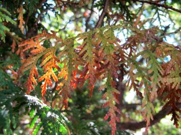 Fotografia da espécie Thuja plicata