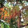 Fotografia 12 da espécie Thuja plicata do Jardim Botânico UTAD