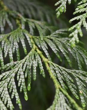 Fotografia 13 da espécie Thuja plicata no Jardim Botânico UTAD