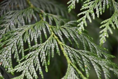 Fotografia da espécie Thuja plicata