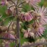 Fotografia 13 da espécie Thalictrum aquilegiifolium do Jardim Botânico UTAD