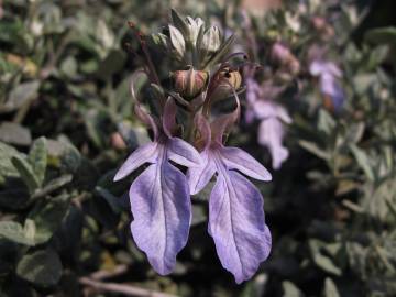 Fotografia da espécie Teucrium fruticans