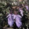 Fotografia 7 da espécie Teucrium fruticans do Jardim Botânico UTAD