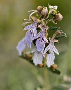 Fotografia 8 da espécie Teucrium fruticans no Jardim Botânico UTAD