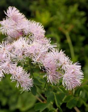 Fotografia 15 da espécie Thalictrum aquilegiifolium no Jardim Botânico UTAD