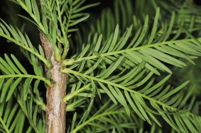 Fotografia da espécie Taxodium distichum