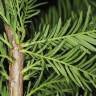 Fotografia 8 da espécie Taxodium distichum do Jardim Botânico UTAD