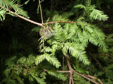 Fotografia da espécie Taxodium distichum