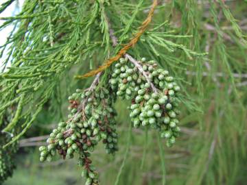 Fotografia da espécie Taxodium distichum