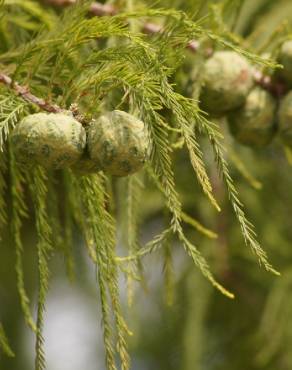 Fotografia 11 da espécie Taxodium distichum no Jardim Botânico UTAD