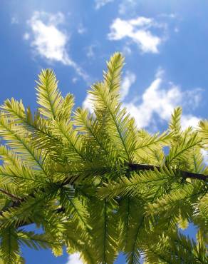 Fotografia 12 da espécie Taxodium distichum no Jardim Botânico UTAD