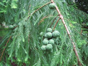 Fotografia da espécie Taxodium distichum