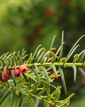 Fotografia 10 da espécie Taxus baccata no Jardim Botânico UTAD