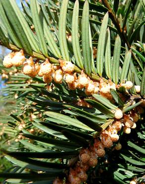 Fotografia 11 da espécie Taxus baccata no Jardim Botânico UTAD