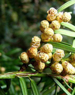 Fotografia 12 da espécie Taxus baccata no Jardim Botânico UTAD