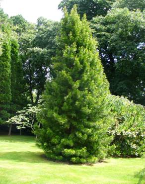 Fotografia 8 da espécie Sciadopitys verticillata no Jardim Botânico UTAD