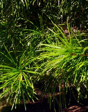 Fotografia 10 da espécie Sciadopitys verticillata no Jardim Botânico UTAD