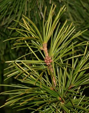 Fotografia 12 da espécie Sciadopitys verticillata no Jardim Botânico UTAD