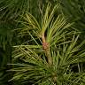 Fotografia 12 da espécie Sciadopitys verticillata do Jardim Botânico UTAD