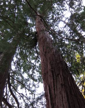 Fotografia 13 da espécie Sciadopitys verticillata no Jardim Botânico UTAD