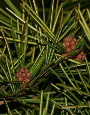 Fotografia 15 da espécie Sciadopitys verticillata no Jardim Botânico UTAD