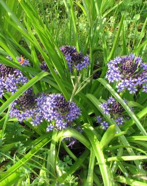 Fotografia 10 da espécie Scilla peruviana no Jardim Botânico UTAD