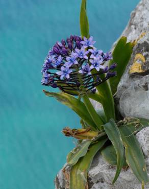 Fotografia 11 da espécie Scilla peruviana no Jardim Botânico UTAD