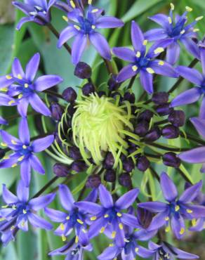 Fotografia 12 da espécie Scilla peruviana no Jardim Botânico UTAD