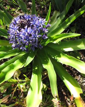 Fotografia 13 da espécie Scilla peruviana no Jardim Botânico UTAD