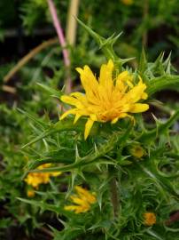 Fotografia da espécie Scolymus hispanicus