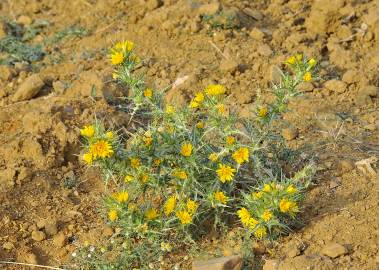 Fotografia da espécie Scolymus hispanicus