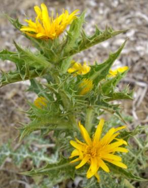 Fotografia 15 da espécie Scolymus hispanicus no Jardim Botânico UTAD