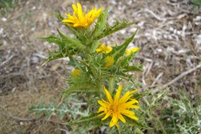 Fotografia da espécie Scolymus hispanicus